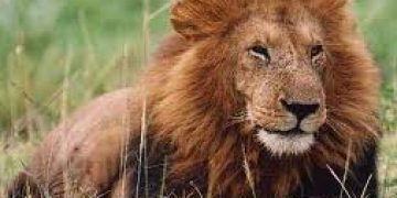 Online Forex Trading: Are You A Lion or a Cub?