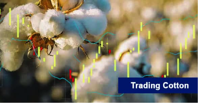 trading cotton