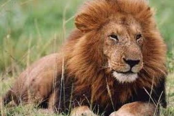 Online Forex Trading: Are You A Lion or a Cub?